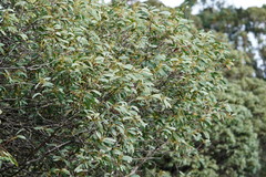 Acacia obliquinervia