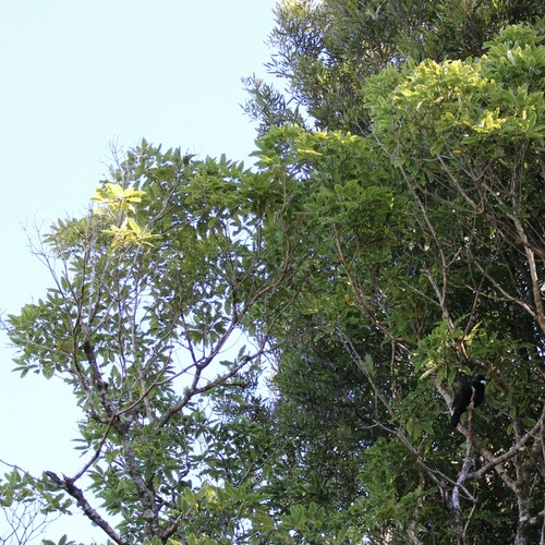 Pittosporum eugenioides