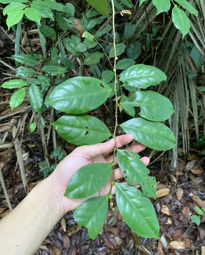 Antidesma neurocarpum observed 2024-05-02