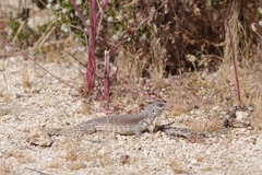 Dipsosaurus dorsalis dorsalis