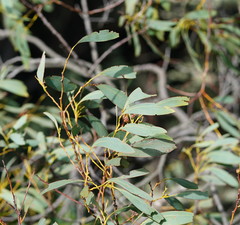 Acacia obliquinervia