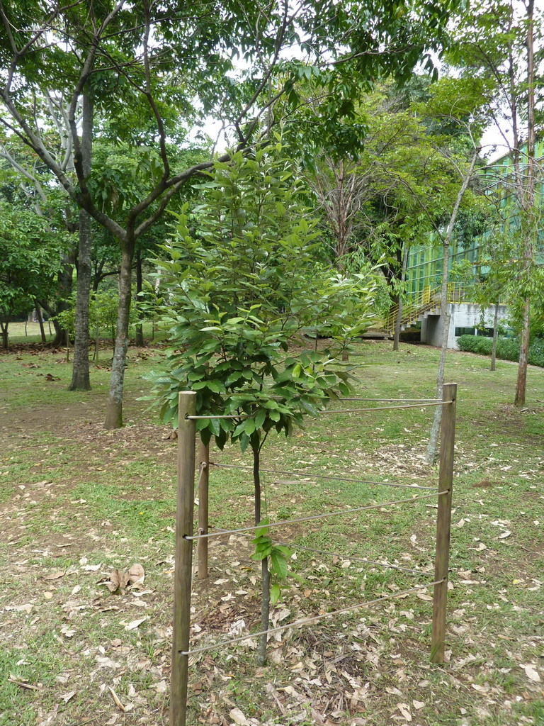 Isidodendron