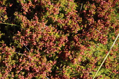 Erica curvirostris