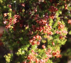 Erica curvirostris