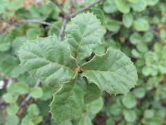 Quercus hintoniorum