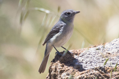 Vireo vicinior