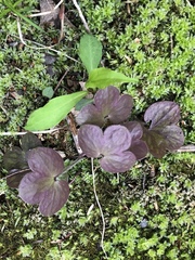 Hepatica americana