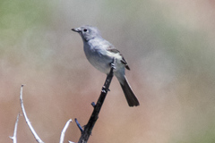 Vireo vicinior