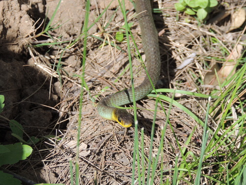Common Tree Snake sighting