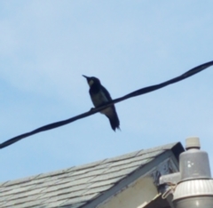 Melanerpes formicivorus