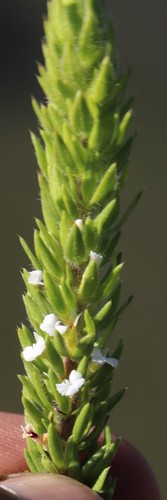 Image of Muraltia alba by (c) Tony Rebelo, some rights reserved (CC BY-SA)