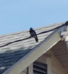 Melanerpes formicivorus