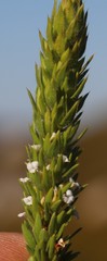 Muraltia alba