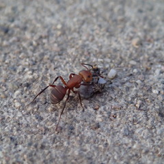 Camponotus rectangularis