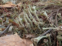 Cladonia albonigra
