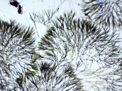Chaetophora