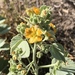 Yellow Indian Mallow - Photo (c) Eglantina Canales, some rights reserved (CC BY-NC), uploaded by Eglantina Canales