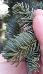 Abies