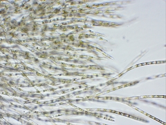 Chaetophora