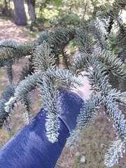 Abies