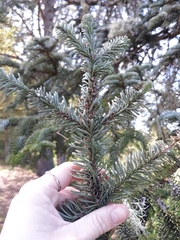 Abies