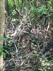 Thryothorus ludovicianus