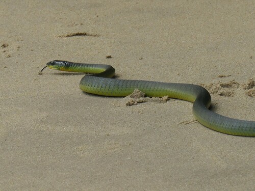 Common Tree Snake sighting