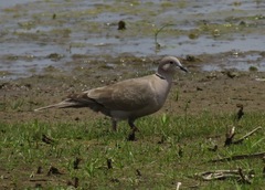 Streptopelia decaocto