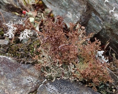 Cladonia crispata