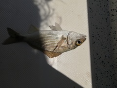 Haemulon maculicauda