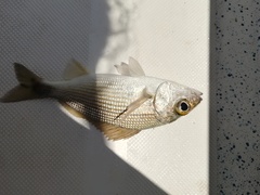 Haemulon maculicauda