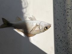 Haemulon maculicauda