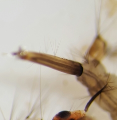 Culex pipiens