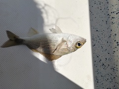 Haemulon maculicauda