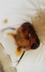 Culex pipiens
