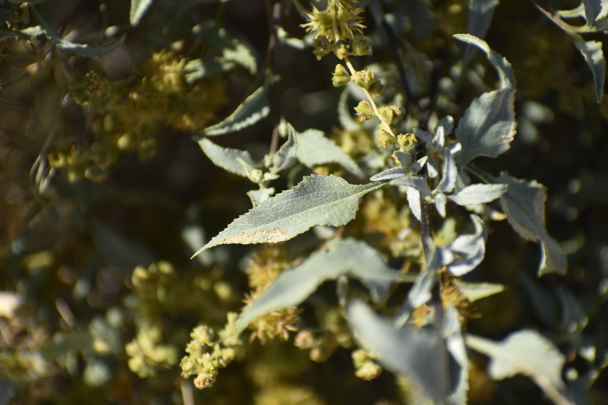 Ambrosia deltoidea