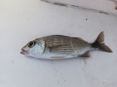 Haemulon maculicauda