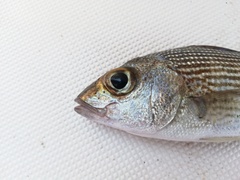 Haemulon maculicauda