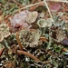 Cladonia pyxidata - Photo (c) Denis Doucet, algunos derechos reservados (CC BY-NC), subido por Denis Doucet