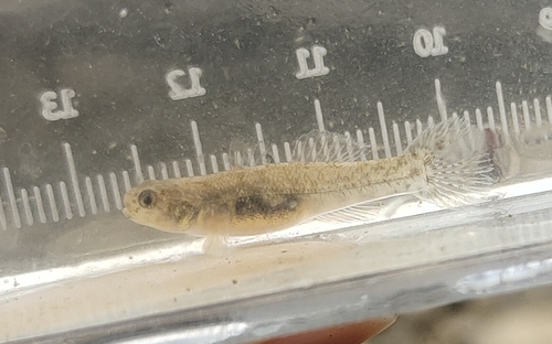 Slimeskin goby (Mugilogobius myxodermus) — Gobiidae — 4