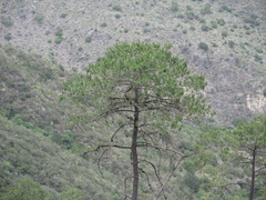 Pinus greggii