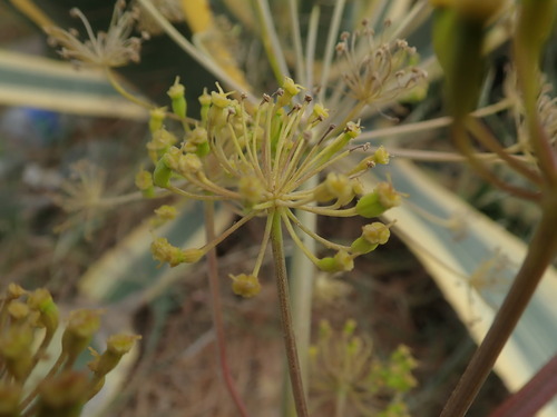 Image of Thapsia garganica by (c) Daniel Cahen, some rights reserved (CC BY)