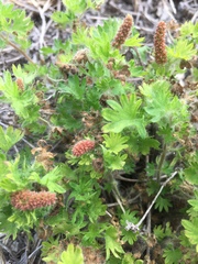 Acalypha radians