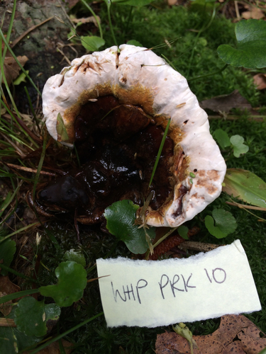 Ganoderma lobatum