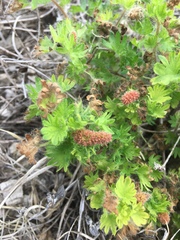 Acalypha radians