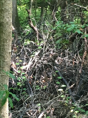 Thryothorus ludovicianus