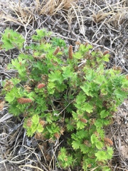 Acalypha radians