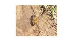 Phyciodes graphica graphica