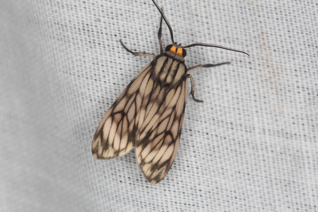Eucereon scyton