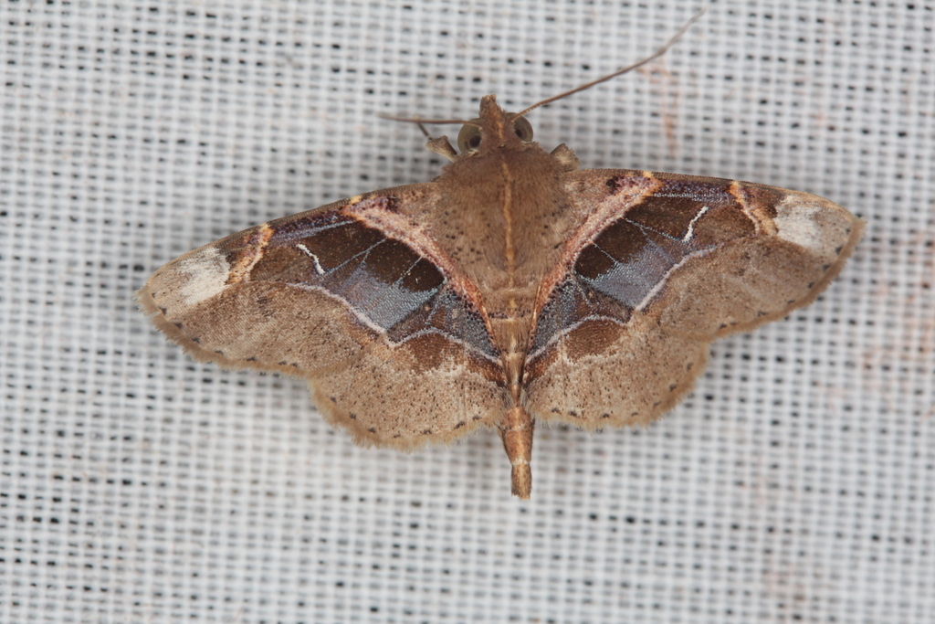 Dolichosomastis roseobasalis